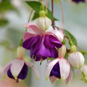 Lena Fuchsia Live Plant – 4in Pot – Vibrant Pink Flowers – Indoor/Outdoor - Image 2