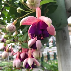 Lena Fuchsia Live Plant – 4in Pot – Vibrant Pink Flowers – Indoor/Outdoor - Image 1