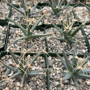 Leuchtenbergia Principis Cactus Live Plant – Unique Succulent in 4 inch or 6 inch Pot - Image 2