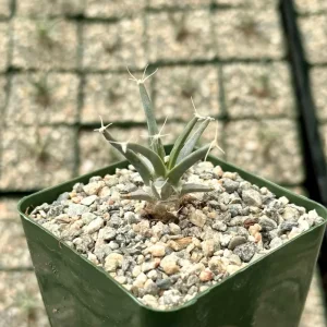 Leuchtenbergia Principis Cactus Live Plant – Unique Succulent in 4 inch or 6 inch Pot - Image 3