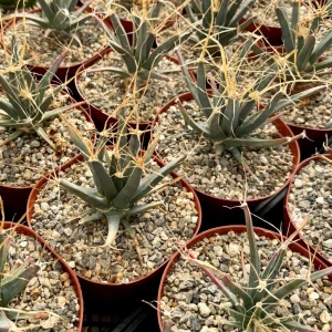 Leuchtenbergia Principis Cactus Live Plant – Unique Succulent in 4 inch or 6 inch Pot - Image 1