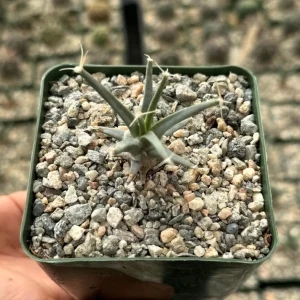 Leuchtenbergia Principis Cactus Live Plant – Unique Succulent in 4 inch or 6 inch Pot - Image 4
