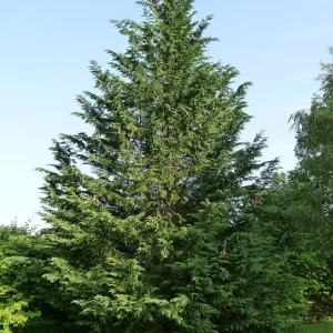 Leyland Cypress Live Plant - Fast Growing Privacy Tree 14-18 Inches Tall - Outdoor Evergreen - Image 1