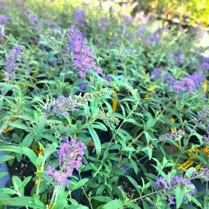 Light Blue Buddleia Live Plant – Butterfly Bush – 4in Nursery Pot – Outdoor - Image 2