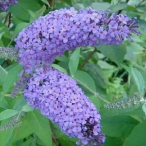 Light Blue Buddleia Live Plant – Butterfly Bush – 4in Nursery Pot – Outdoor - Image 1
