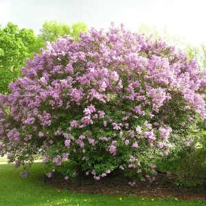 Lilac Shrub Live Plant - Fragrant Syringa Starter (6-8 Inch) - Outdoor, USDA Zones 3-7 - Image 1