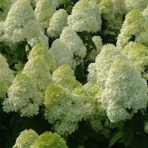 Limelight Hydrangea Paniculata Live Plant – 4-6 inch Tall Shrub – Outdoor Flowering - Image 1