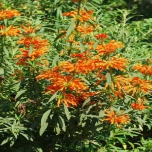 Lion's Ear Live Plant (Leonotis leonurus) - Orange Perennial - Starter 6-8 Inch - Outdoor - Image 1
