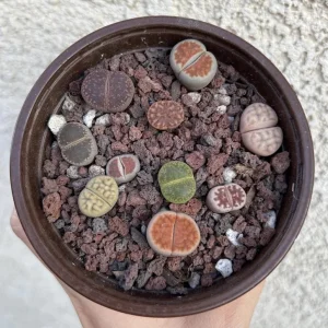Lithops Live Plant - Living Stones Succulent, Colorful, Easy Care Houseplant - Image 2