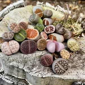 Lithops Live Plant - Living Stones Succulent, Colorful, Easy Care Houseplant - Image 1