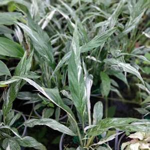 Live Plant Peace Lily - High Variegation 6&quot Larger Starter Live Plant - Image 1