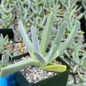 Lobster Claw Succulent Live Plant – Cheiridopsis Candidissima in 4 inch pot - Image 2