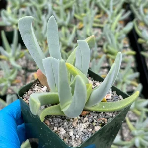 Lobster Claw Succulent Live Plant – Cheiridopsis Candidissima in 4 inch pot - Image 1