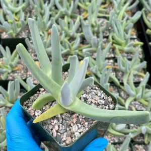 Lobster Claw Succulent Live Plant – Cheiridopsis Candidissima in 4 inch pot - Image 3