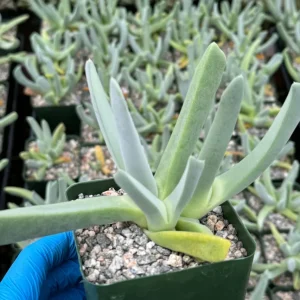 Lobster Claw Succulent Live Plant – Cheiridopsis Candidissima in 4 inch pot - Image 4