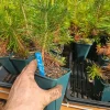 Lodgepole Pine Live Tree Sapling – Evergreen Conifer – 6 inch Pot – Outdoor - Image 1