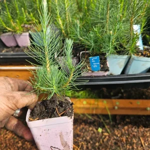 Lodgepole Pine Live Tree Saplings – 4-Pack Evergreen Conifer in 3" Pots, Outdoor - Image 1