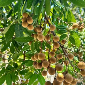 Longan Fruit Tree - Live Plant in Half Gallon Pot, 8-12 Inches Tall - Image 2
