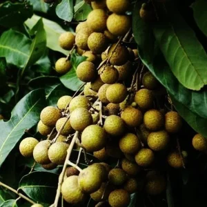 Longan Fruit Tree - Live Plant in Half Gallon Pot, 8-12 Inches Tall - Image 1