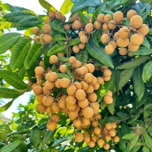 Longan Live Plant – 1 Gallon Pot – 16-22 Inches Tall – Tropical Fruit Tree - Image 2