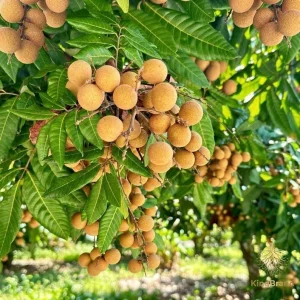 Longan Live Plant – 1 Gallon Pot – 16-22 Inches Tall – Tropical Fruit Tree - Image 1