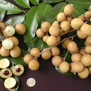 Longan Live Plant – 4in Pot, 6-8in Tall – Tropical Fruit Tree - Image 1