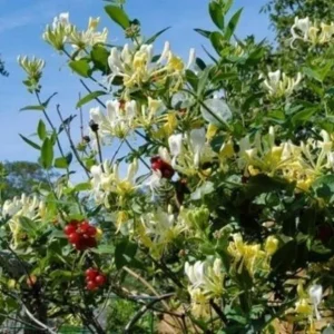 Lonicera 'Scentsation' Honeysuckle Live Plant – Fragrant Yellow, 10-18 Inch – Outdoor Vine - Image 1