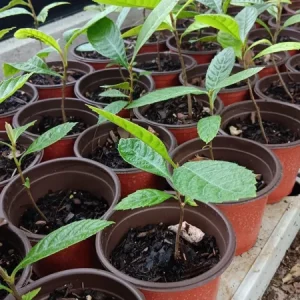 Loquat Live Plant 10-14in Half Gallon Pot – Edible Fruit Tree - Image 2