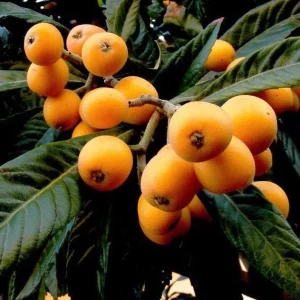 Loquat Live Plant 10-14in Half Gallon Pot – Edible Fruit Tree - Image 1