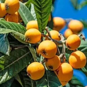 Loquat Live Plant 5-8in Tall 4in Pot - Edible Fruit Tree - Image 1