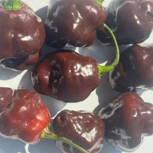 Lot of 3 Chocolate Habanero Super Hot Pepper Live Plants - 75+ Days Old, Established for Garden & Culinary Use - Image 2