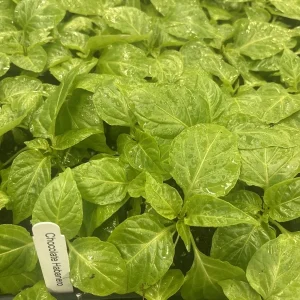 Lot of 3 Chocolate Habanero Super Hot Pepper Live Plants - 75+ Days Old, Established for Garden & Culinary Use - Image 1