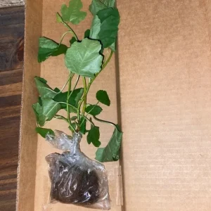 LSU Gold Fig Tree Live Plant - Ficus Carica, 4-6 Inch Tall, Fruit Tree - Image 2