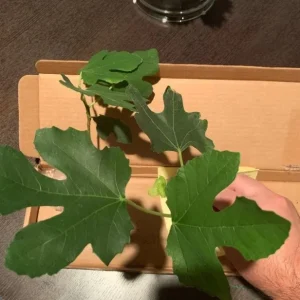 LSU Gold Fig Tree Live Plant - Ficus Carica, 4-6 Inch Tall, Fruit Tree - Image 3