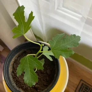 LSU Gold Fig Tree Live Plant - Ficus Carica, 4-6 Inch Tall, Fruit Tree - Image 4