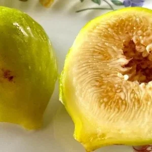 LSU Gold Fig Tree Live Plant - Ficus Carica, 4-6 Inch Tall, Fruit Tree - Image 5