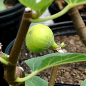 LSU Gold Fig Tree Live Plant - Ficus Carica, 4-6 Inch Tall, Fruit Tree - Image 6