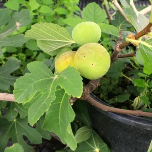 LSU Gold Fig Tree Live Plant - Ficus Carica, 4-6 Inch Tall, Fruit Tree - Image 7