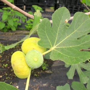 LSU Gold Fig Tree Live Plant - Ficus Carica, 4-6 Inch Tall, Fruit Tree - Image 8