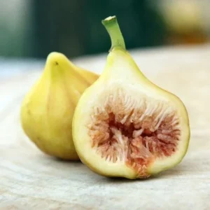 LSU Gold Fig Tree Live Plant - Ficus Carica, 4-6 Inch Tall, Fruit Tree - Image 1