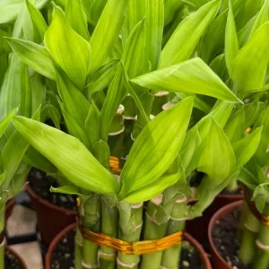 Lucky Bamboo Live Plant – Dracaena Sanderiana – 4 inch Pot – Indoor Houseplant - Image 2