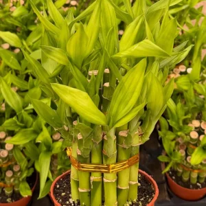 Lucky Bamboo Live Plant – Dracaena Sanderiana – 4 inch Pot – Indoor Houseplant - Image 1
