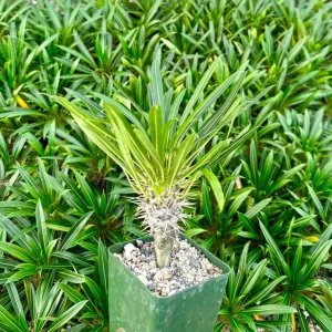 Madagascar Palm Live Plant - Pachypodium lamerei Succulent in 3" Pot - Image 2