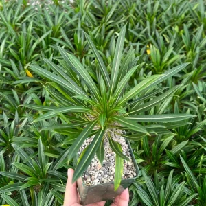 Madagascar Palm Live Plant - Pachypodium lamerei Succulent in 3