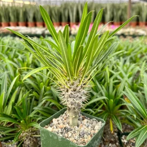 Madagascar Palm Live Plant - Pachypodium lamerei Succulent in 3" Pot - Image 1