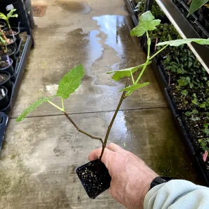 Magnolia Fig Tree - Fruiting Live Plant - Ficus Carica - Outdoor, Full Sun - Image 4