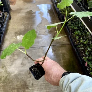 Magnolia Fig Tree - Fruiting Live Plant - Ficus Carica - Outdoor, Full Sun - Image 5