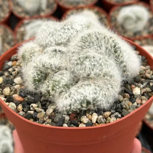 Mammillaria Baumii Crest Live Plant - Rare White Brain Cactus in 4" or 6" Pot - Image 2