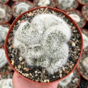 Mammillaria Baumii Crest Live Plant - Rare White Brain Cactus in 4" or 6" Pot - Image 1