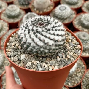 Mammillaria Chionocephala Snowball Cactus Live Plant - 4
